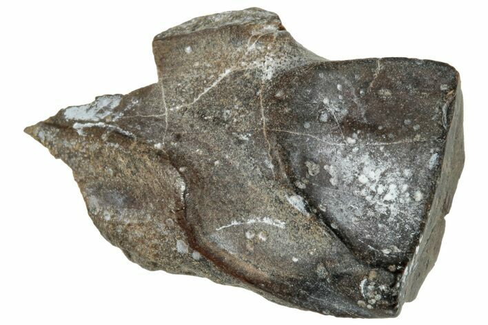 Fossil Dinosaur (Triceratops) Shed Tooth - Montana #324181